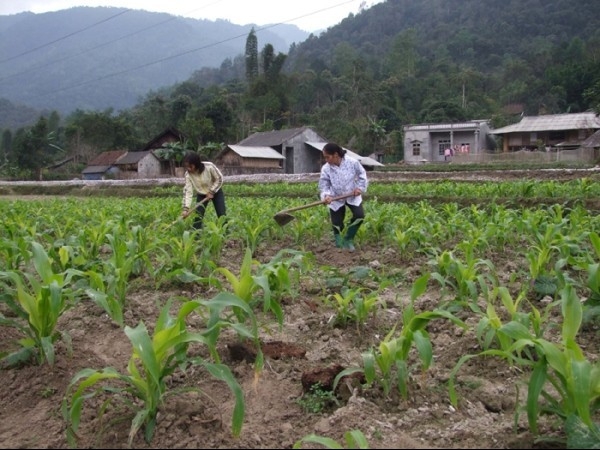 Hiệu quả kinh tế từ chuyển đổi cơ cấu cây trồng vụ đông ở Thanh Hóa