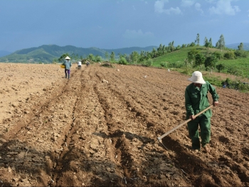 Mô hình khuyến nông "đơm hoa kết trái" tại Cao Bằng