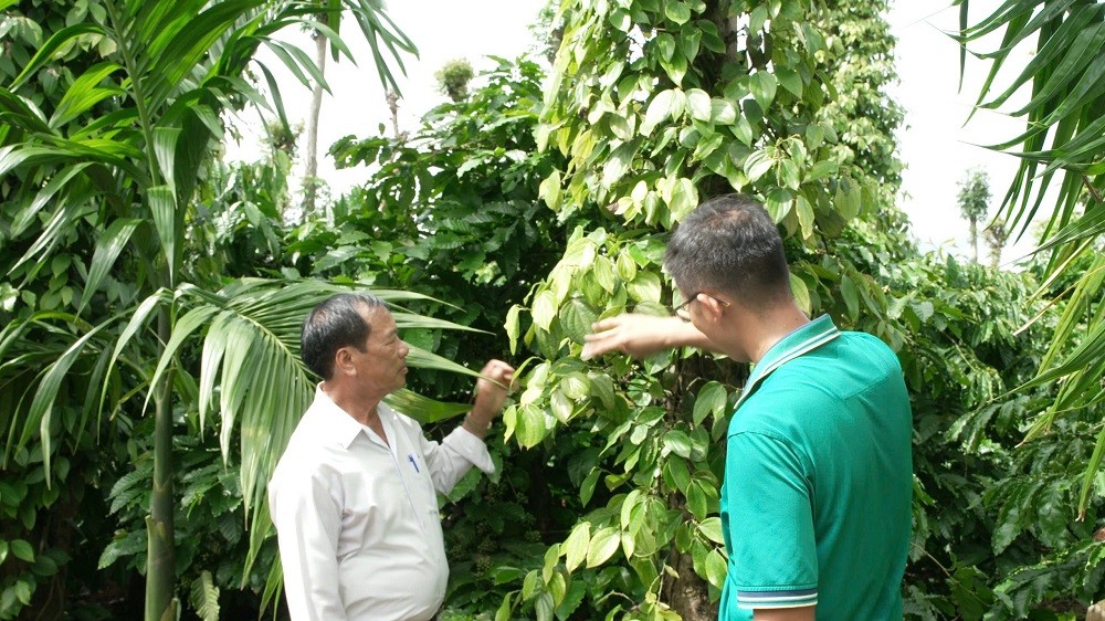 Sản phẩm phân bón Đầu Trâu của Bình Điền có mặt khắp 63 tỉnh thành trên cả nước.