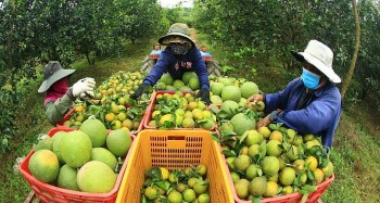 Sản xuất nông nghiệp 