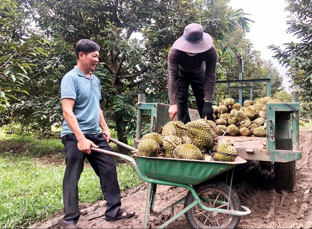 "Bỏ" bời lời, "ôm" cà phê, nông dân tích cực chuyển đổi cây trồng