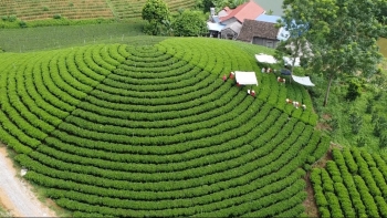 Thái Nguyên: Tăng trưởng ngoạn mục nhờ cơ cấu lại ngành nông nghiệp