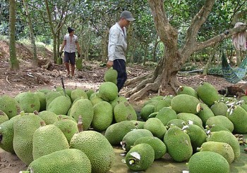 Bỏ lúa trồng mít, nông dân thu lãi trăm triệu