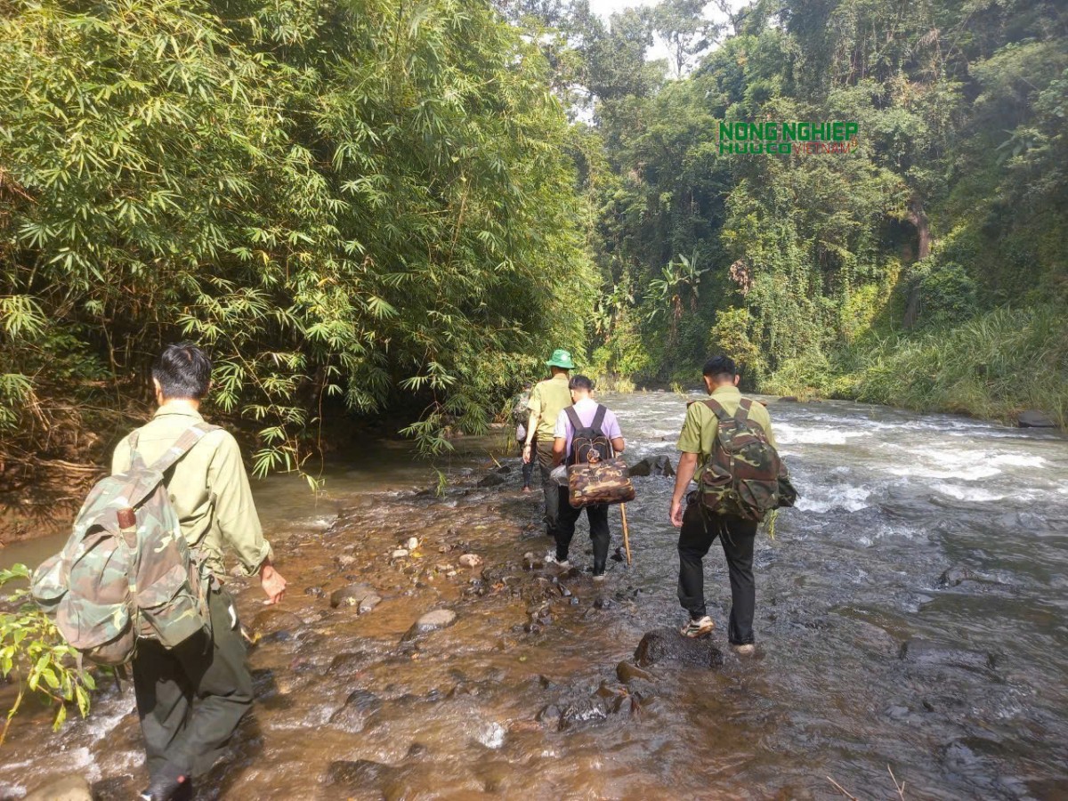 Đắk Nông: Tuần tra, ngăn chặn các hành vi vi phạm về lĩnh vực lâm nghiệp