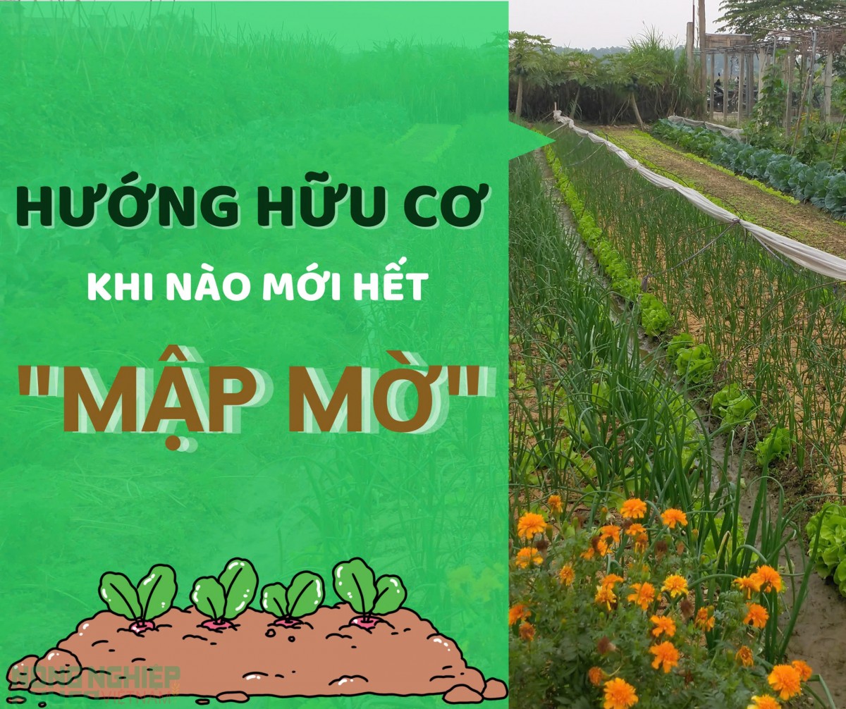 "Hướng hữu cơ": Khi nào mới hết "mập mờ"?