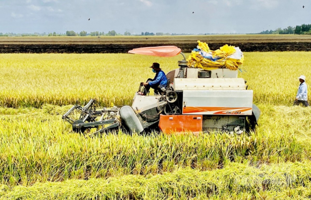 Sóc Trăng đã và đang triển khai các mô hình sản xuất lúa đặc sản, lúa chất lượng cao theo hướng an toàn, nâng cao chất lượng và giá trị - Ảnh minh họa.