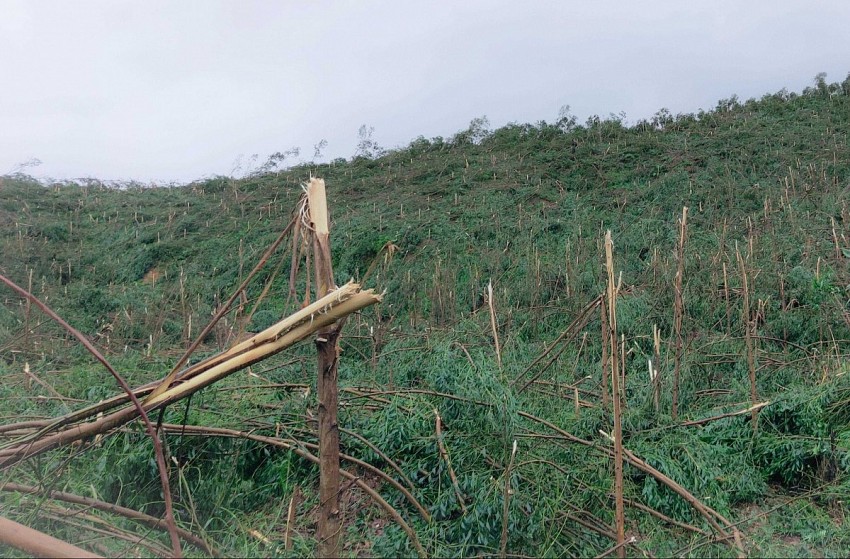 Hơn 14.500ha keo bị đổ gãy do siêu bão Yagi tại huyện Ba Chẽ, tỉnh Quảng Ninh. Ảnh: Cổng thông tin điện tử Ba Chẽ