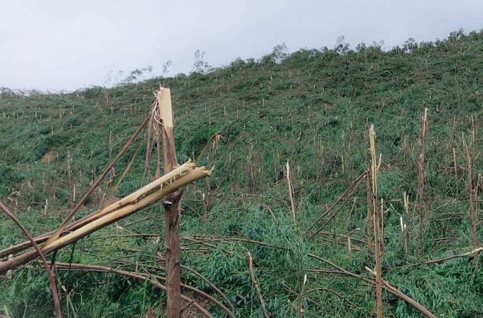 Quảng Ninh: Tăng cường các biện pháp bảo vệ và phòng chống cháy rừng