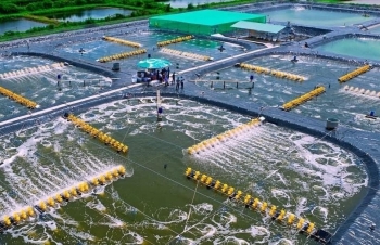 Sóc Trăng: Thúc đẩy phát triển kinh tế - xã hội nhờ nuôi tôm công nghệ cao