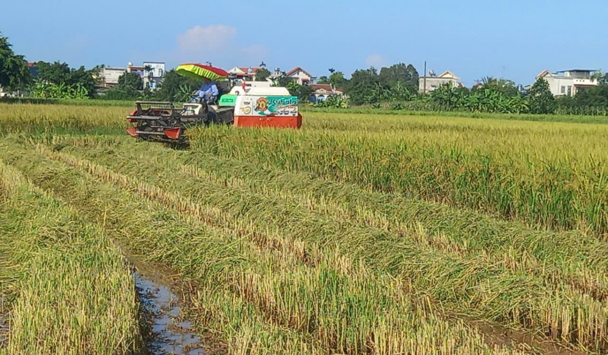 Thái Bình: Tập trung thu hoạch lúa mùa, chuẩn bị sản xuất vụ đông