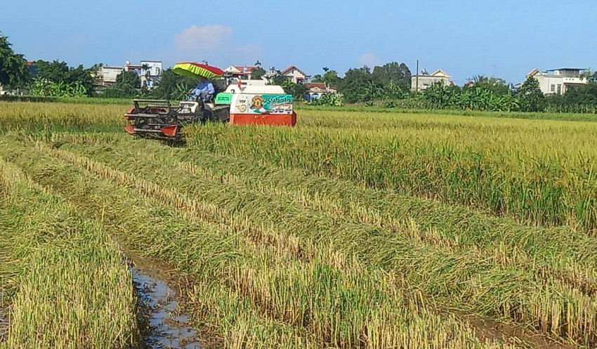 Nông dân tỉnh Thái Bình tập trung thu hoạch vụ lúa mùa