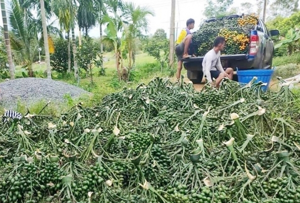 Từ 3.000 đồng lên 83.000 đồng/kg, giá cau tăng "chóng mặt"