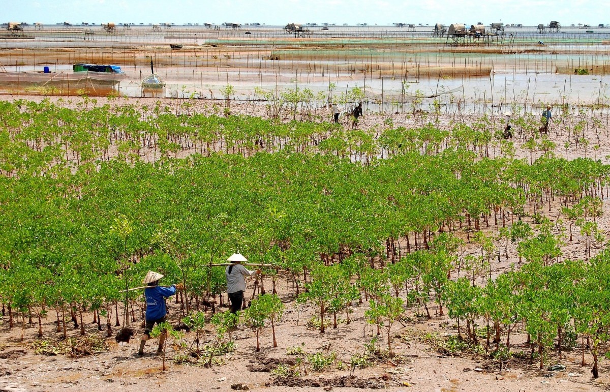 Thí điểm thị trường carbon trên tinh thần “vừa làm, vừa hoàn thiện”