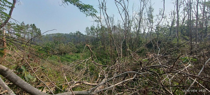 Hình ảnh cây cối bị đổ, cành cây và lá cây đã khô trở thành vật liệu dễ cháy nằm ngổn ngang tại khu rừng. Ảnh: Trần Đông.