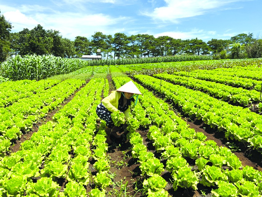 Biến đổi khí hậu đối với nông nghiệp hữu cơ Việt Nam: Thách thức và cơ hội phát triển