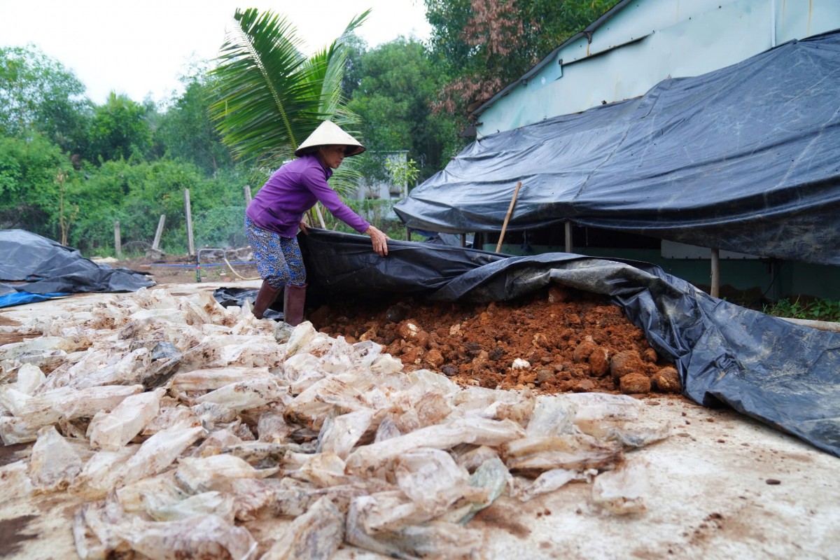 Quảng Nam: Doanh nhân đau đáu với sứ mệnh nông nghiệp xanh