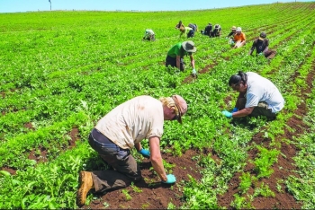 Mô hình phát triển nông nghiệp hữu cơ ở một số nước trên thế giới