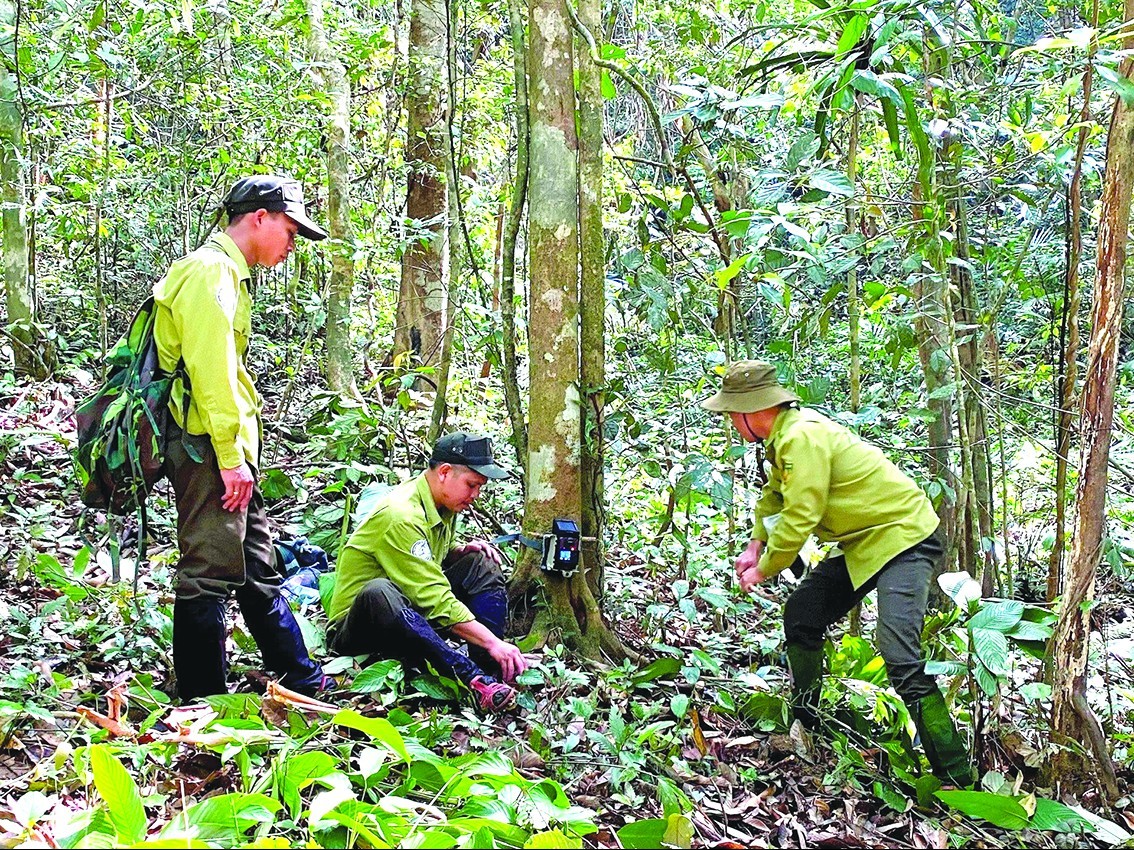 Nỗ lực bảo tồn Sao La: “Kỳ lân châu Á” giữa nguy cơ tuyệt chủng