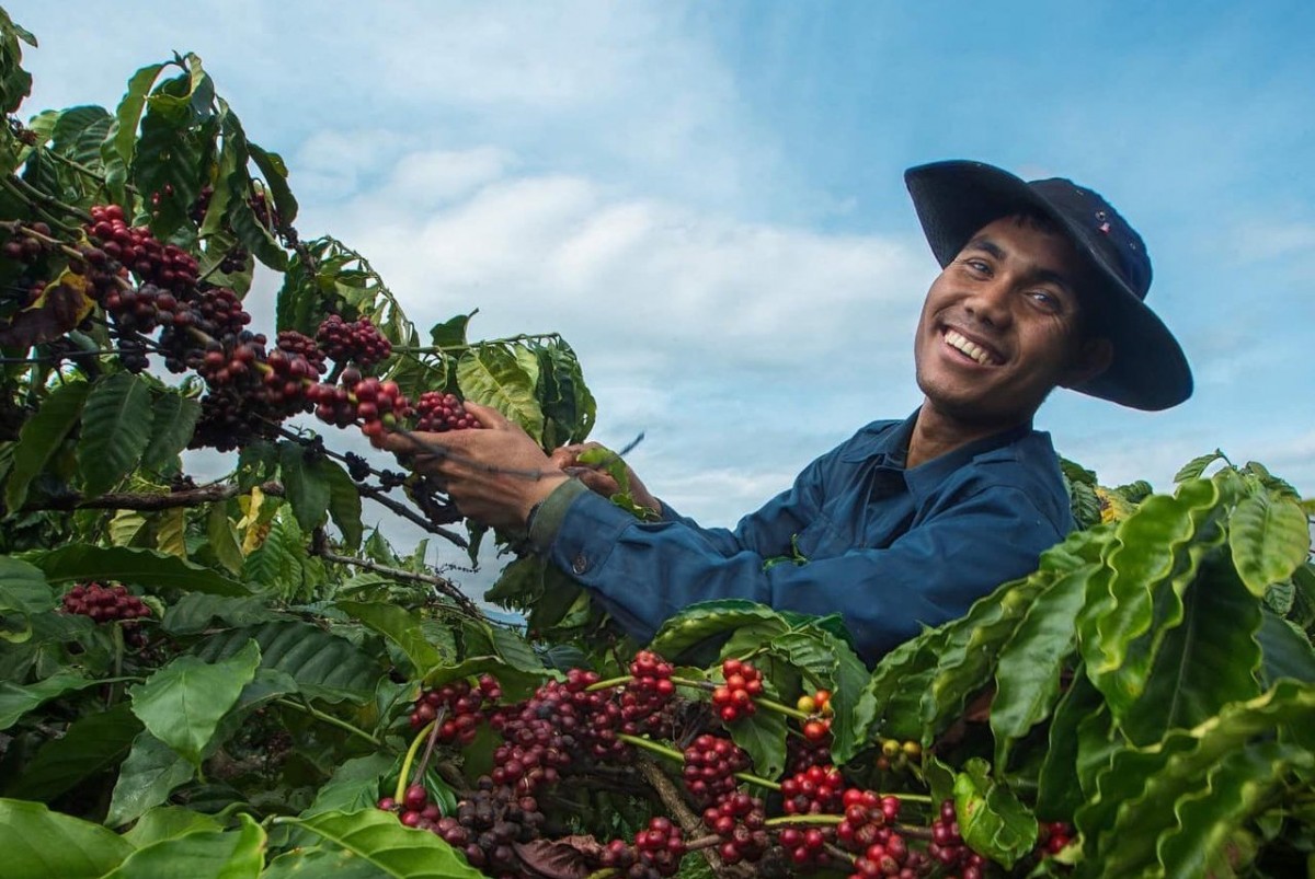 Phát triển nông nghiệp hữu cơ ở Tây Nguyên:  Tiềm năng, cơ hội và thách thức