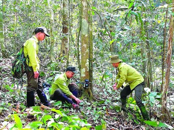 Nỗ lực bảo tồn Sao La: “Kỳ lân châu Á” giữa nguy cơ tuyệt chủng