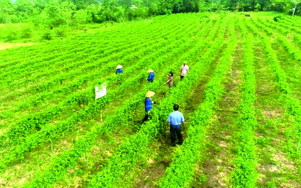 Chế biến và sản xuất dược liệu ở Quảng Bình: Tiềm năng lớn, khó khăn chất chồng