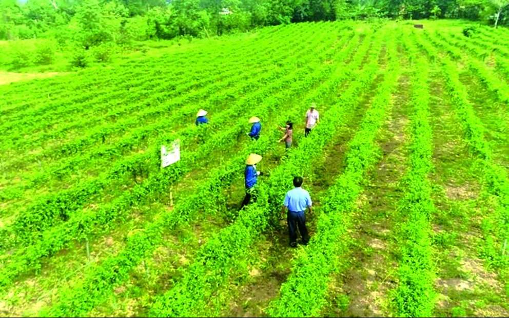 Chế biến và sản xuất dược liệu ở Quảng Bình: Tiềm năng lớn, khó khăn chất chồng