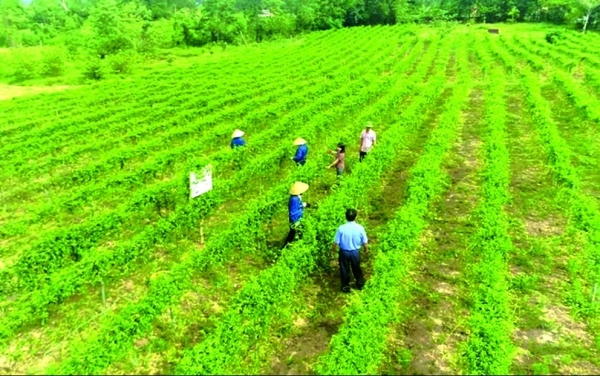 Chế biến và sản xuất dược liệu ở Quảng Bình: Tiềm năng lớn, khó khăn chất chồng