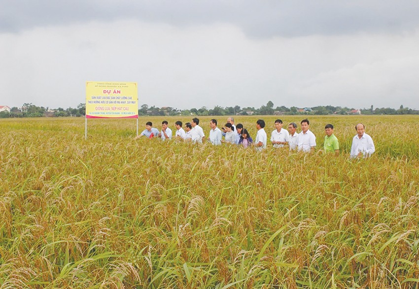 Mô hình trồng lúa hữu cơ tại xã Khánh Trung (Yên Khánh, Ninh Bình).