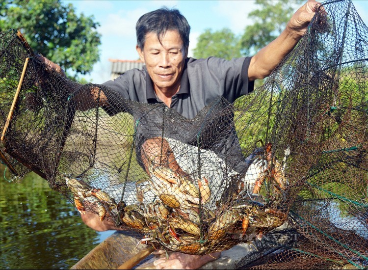 "Mưa thuận gió hòa" cho nông nghiệp Trà Vinh