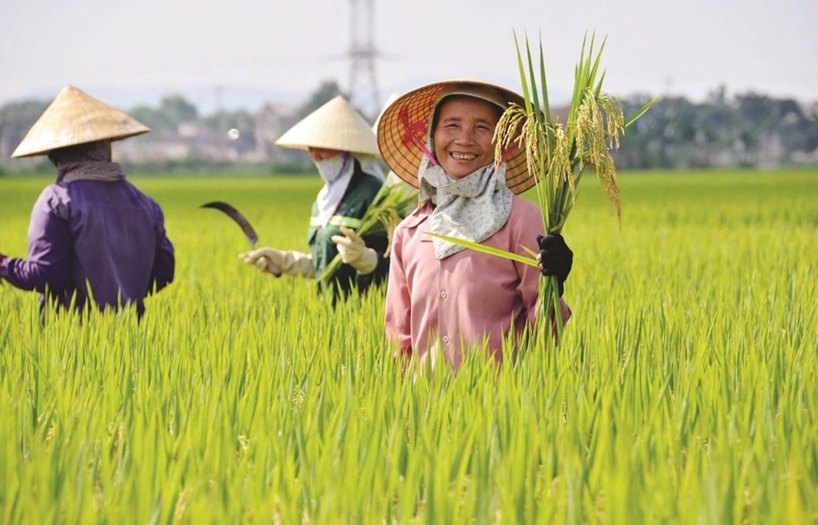 Việt Nam là quốc gia đầu tiên thực hiện sản xuất lúa giảm phát thải trên quy mô lớn