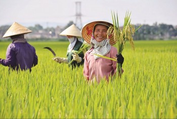 Việt Nam là quốc gia đầu tiên thực hiện sản xuất lúa giảm phát thải trên quy mô lớn