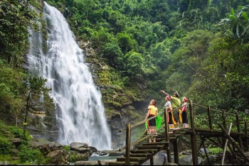 Phát huy đa giá trị lâm nghiệp, tạo sinh kế