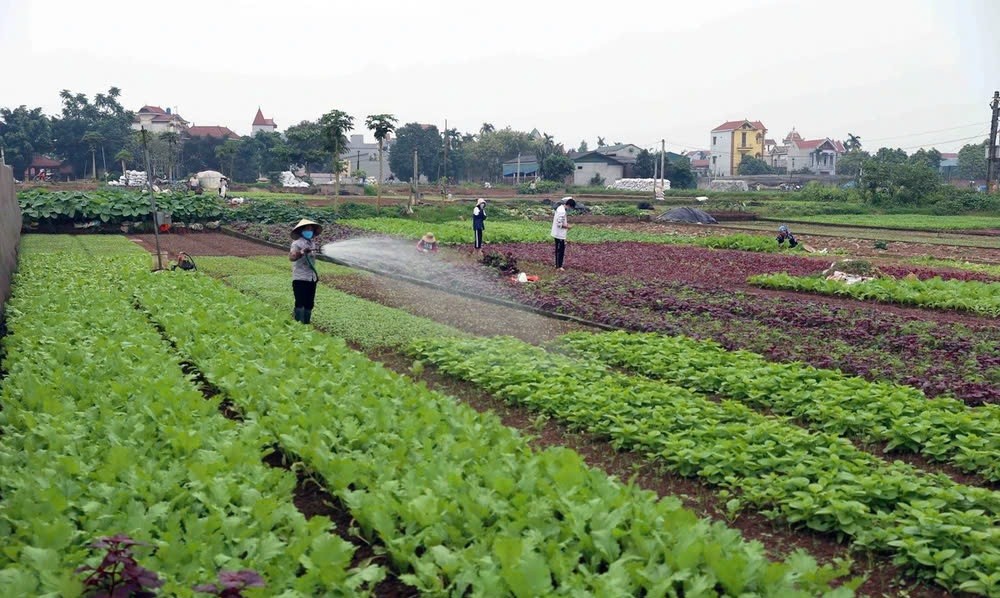 Hướng dẫn, đôn đốc các địa phương khôi phục sản xuất, phát triển cây vụ Đông 2024 đảm bảo nguồn cung nông, lâm, thủy sản nhất là dịp Tết Nguyên đán - Ảnh minh họa.