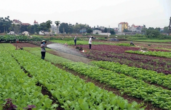 Ninh Bình yêu cầu đảm bảo nguồn cung lương thực, thực phẩm cho dịp cuối năm