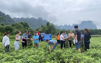 Hợp tác xã liên kết sản xuất, bao tiêu đầu ra sản phẩm ổn định cho người dân