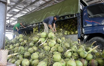 Hàng nghìn container dừa Việt Nam 