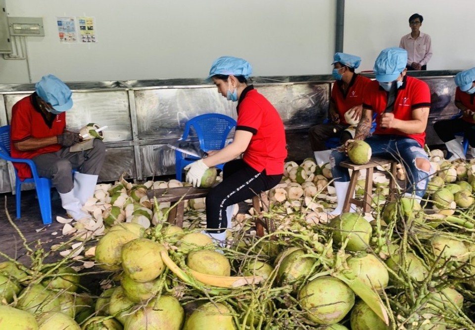 Bình Định mở toang "cánh cửa" xuất khẩu dừa tươi sang Trung Quốc