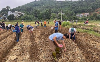 Thủ tướng chỉ đạo đẩy mạnh khôi phục sản xuất nông nghiệp sau bão số 3