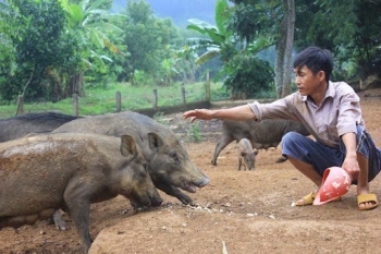 Trà Vinh: Nuôi lợn rừng giúp người Khmer ổn định kinh tế