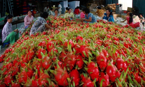 Trái cây Việt Nam "chiều lòng" thị trường khó tính