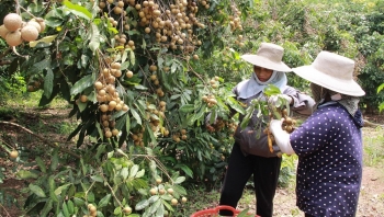 Lục Nam: Mô hình HTX "gỡ khó" đầu ra nông sản