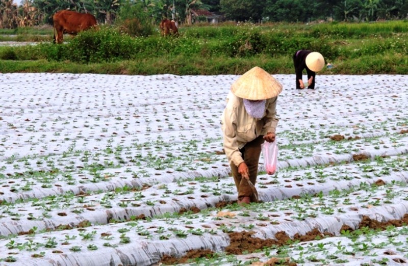 Đẩy mạnh sản xuất vụ đông ở Thanh Hóa