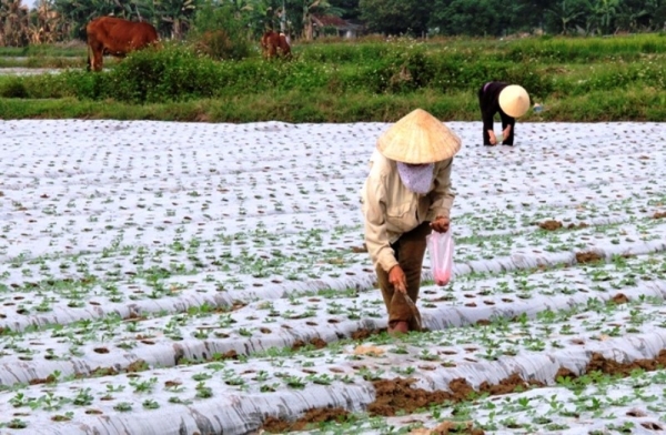 Đẩy mạnh sản xuất vụ đông ở Thanh Hóa