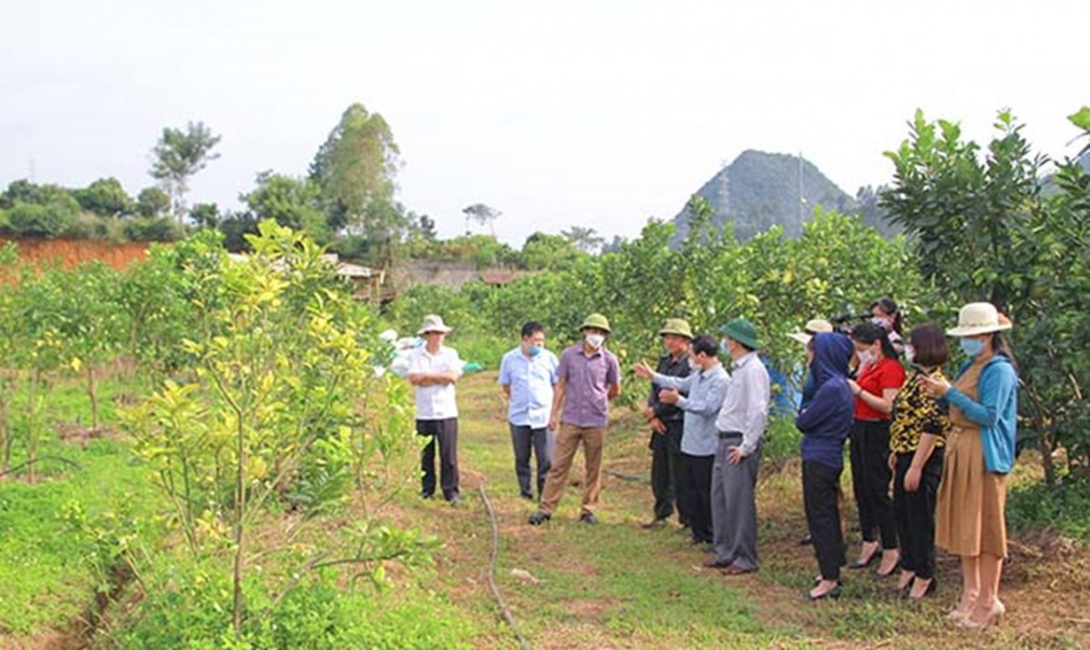 Hoạt động của các HTX nông nghiệp trên địa bàn huyện Sốp Cộp hiệu quả đã góp phần xây dựng và nhân rộng các mô hình phát triển kinh tế, khai thác tiềm năng, thế mạnh của từng vùng để tạo ra các loại hàng hóa nông sản đạt chất lượng cao