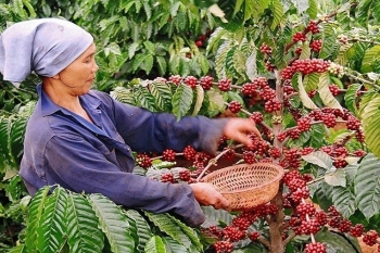 Cà phê Việt Nam làm nên kỳ tích