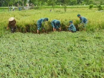 Hà Nội hỗ trợ nông dân tái thiết sản xuất