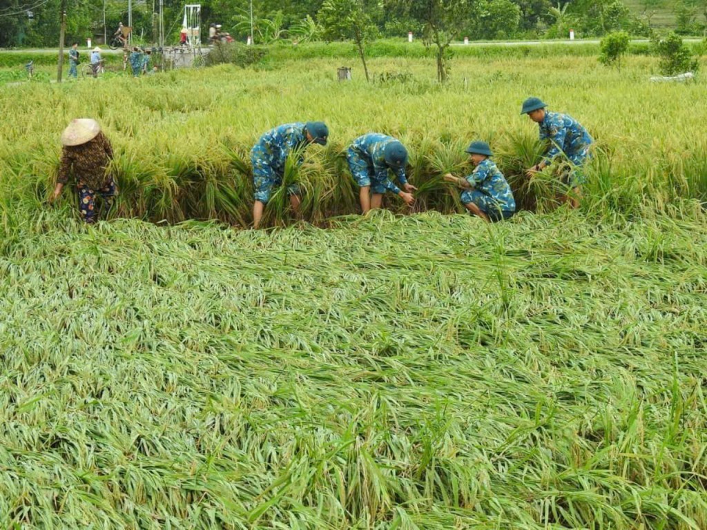 Hà Nội hỗ trợ nông dân tái thiết sản xuất