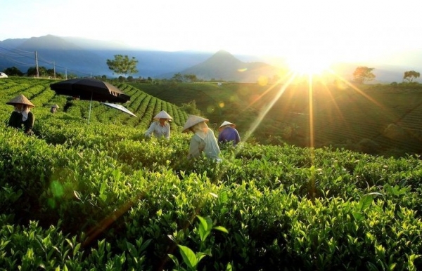 Thúc đẩy hợp tác ASEAN về lương thực, nông nghiệp và lâm nghiệp