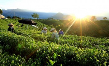 Thúc đẩy hợp tác ASEAN về lương thực, nông nghiệp và lâm nghiệp