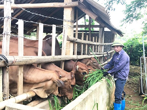 Lam Vỹ: Giảm nghèo từ những con số biết nói